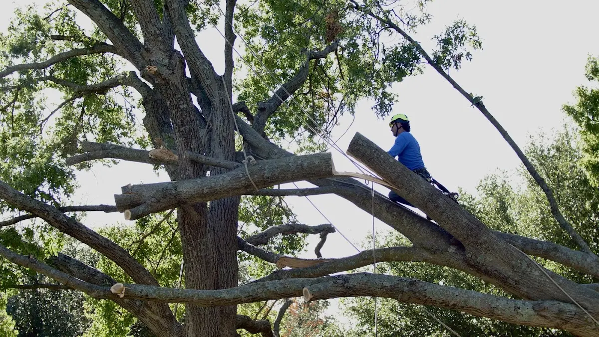 Professional Crown Thinning performed by certified arborists in Gambier