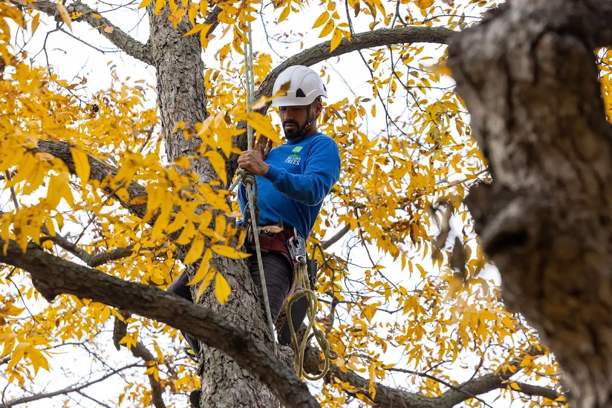 Skilled Storm Damage Cleanup crew working in Gambier