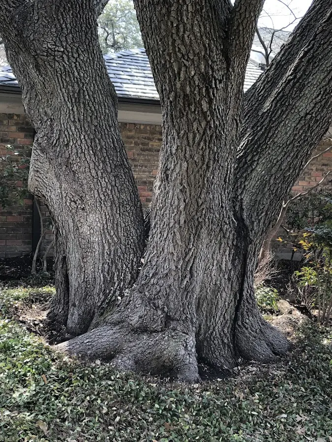 Mature heritage tree close to a Gambier property cared for by certified arborists